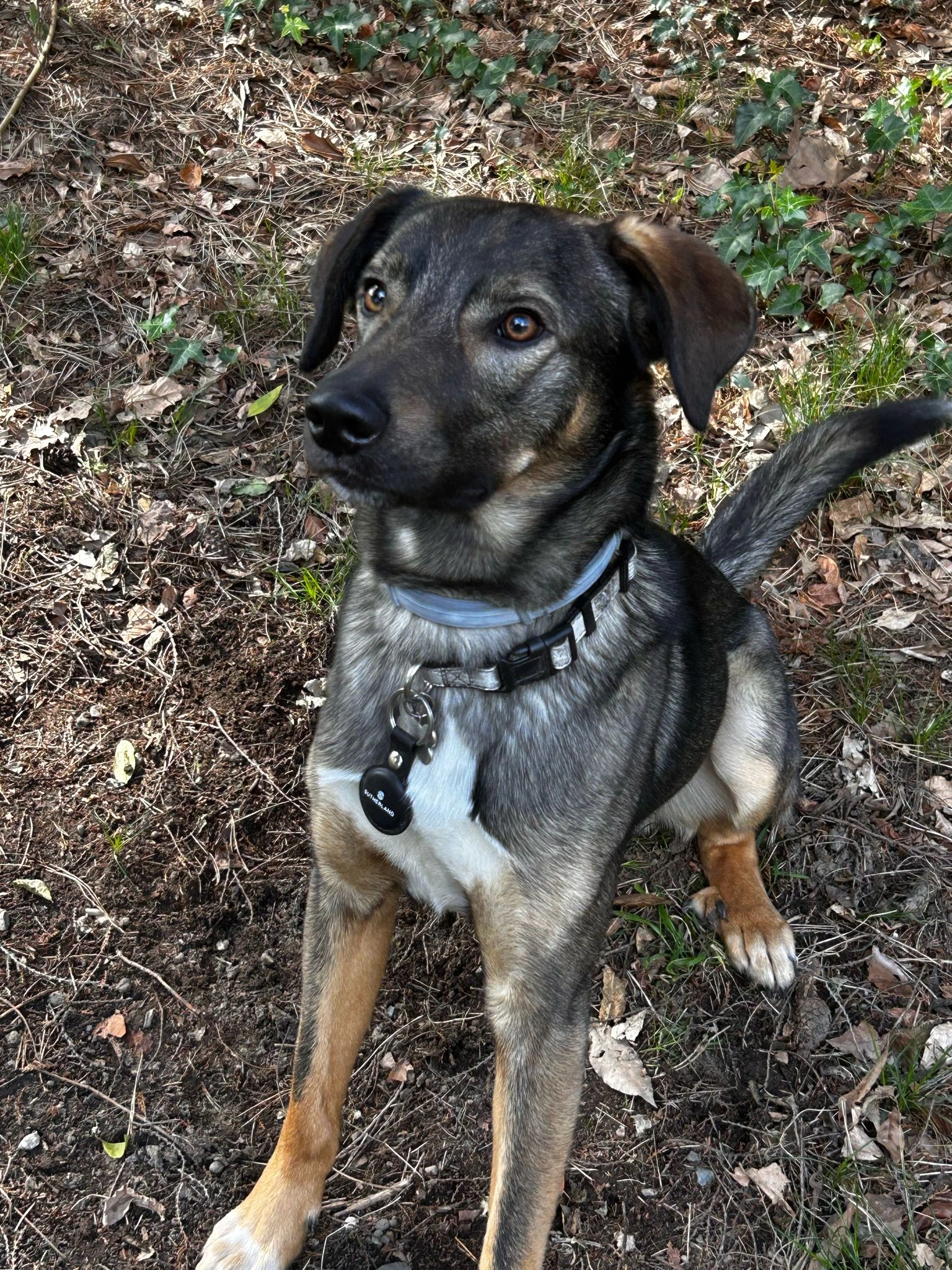 TEST EMAIL - Escursione Montagna con Cane